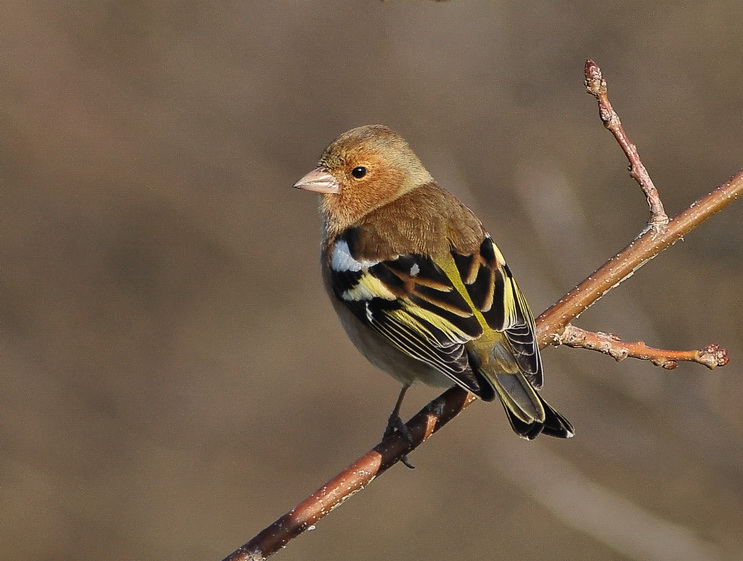 Fringuello  - Fringilla coelebs